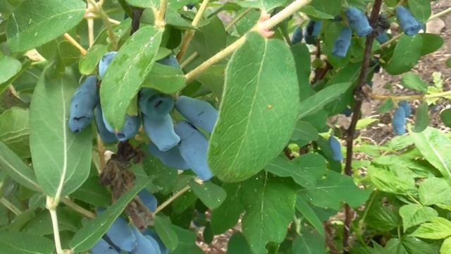 ЮГАНА и БАКЧАРСКИЙ ВЕЛИКАН. Лучшие сорта жимолости из Бакчара.