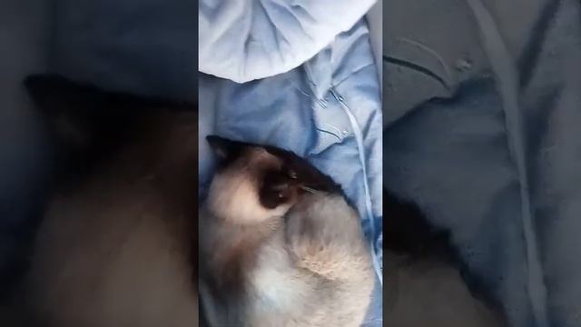Котик спит в коляске ? смотреть онлайн