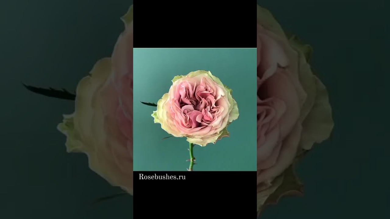 Бурбон Стрит спрей роза.Bourbon Street rose. Premium. заказать можно на сайте rosebushes.ru смотреть онлайн