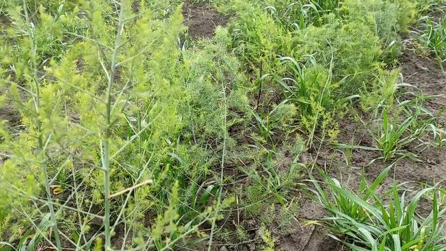 Кому спаржі?Або як наїстися спаржі? смотреть онлайн