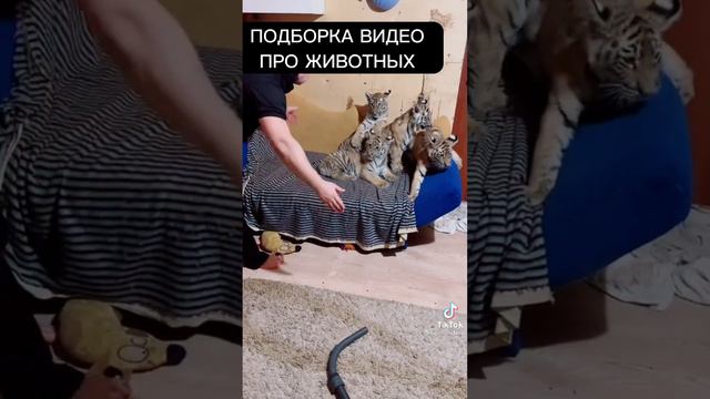 Подборка видео из тик тока про животных/забавные животные/ смотреть онлайн