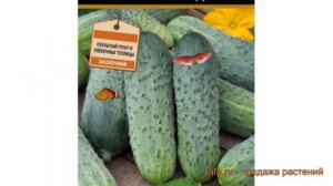 Огурец обыкновенный Иван Царевич F1 ? обзор: как сажать, семена огурца Иван Царевич F1