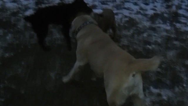 тоша скуби боня смотреть онлайн