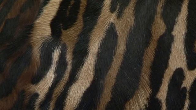 Такие шкуры украсят Ваш интерьер