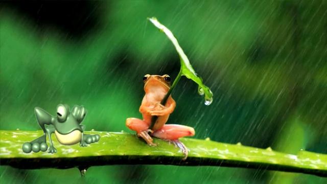 Футаж лягушка смотреть онлайн