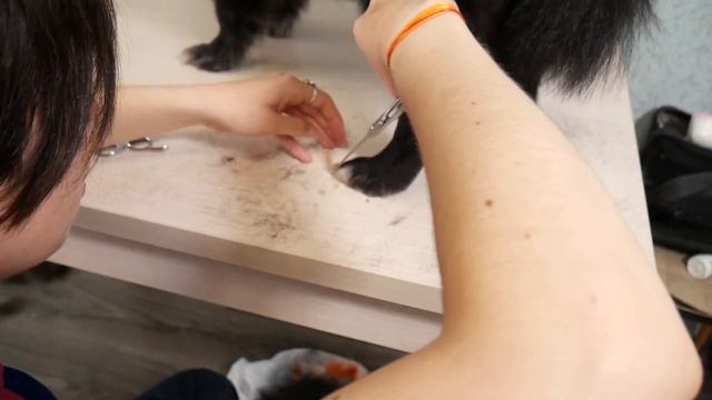 Стрижка шпица в домашних условиях смотреть онлайн