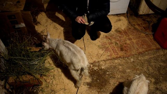 КУПИЛИ ДОМ В ДЕРЕВНЕ. СНОВА ПОПОЛНЕНИЕ КОЗАМИ. ТЕПЕРЬ ЗААНЕНЦЫ! смотреть онлайн