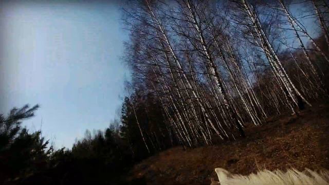 ПРОГУЛКА УДАЛАСЬ. ЛЕС, ВЕСНА И ПРЕКРАСНЫЕ ЛОШАДИ смотреть онлайн