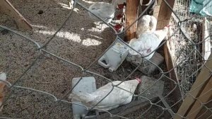 #Сарай для животных своими руками (Часть 2). #Обзор кур от жены