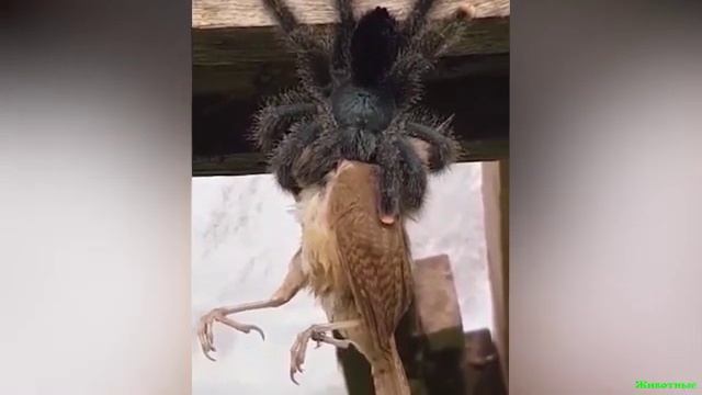 Гигантский паук-птицеед поедает птицу! смотреть онлайн