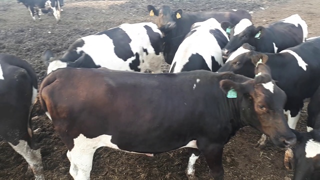 Как получить 25 литров молока? Еще и в промышленных масштабах в день. Нужно правильно выбрать КРС? смотреть онлайн