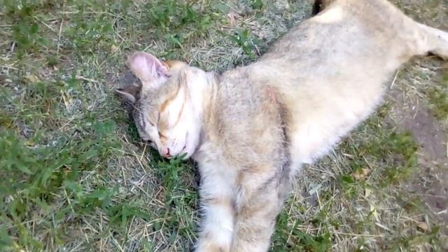 Гроза крыс и мышей. Кошки в деревне. Не городские кошки. смотреть онлайн