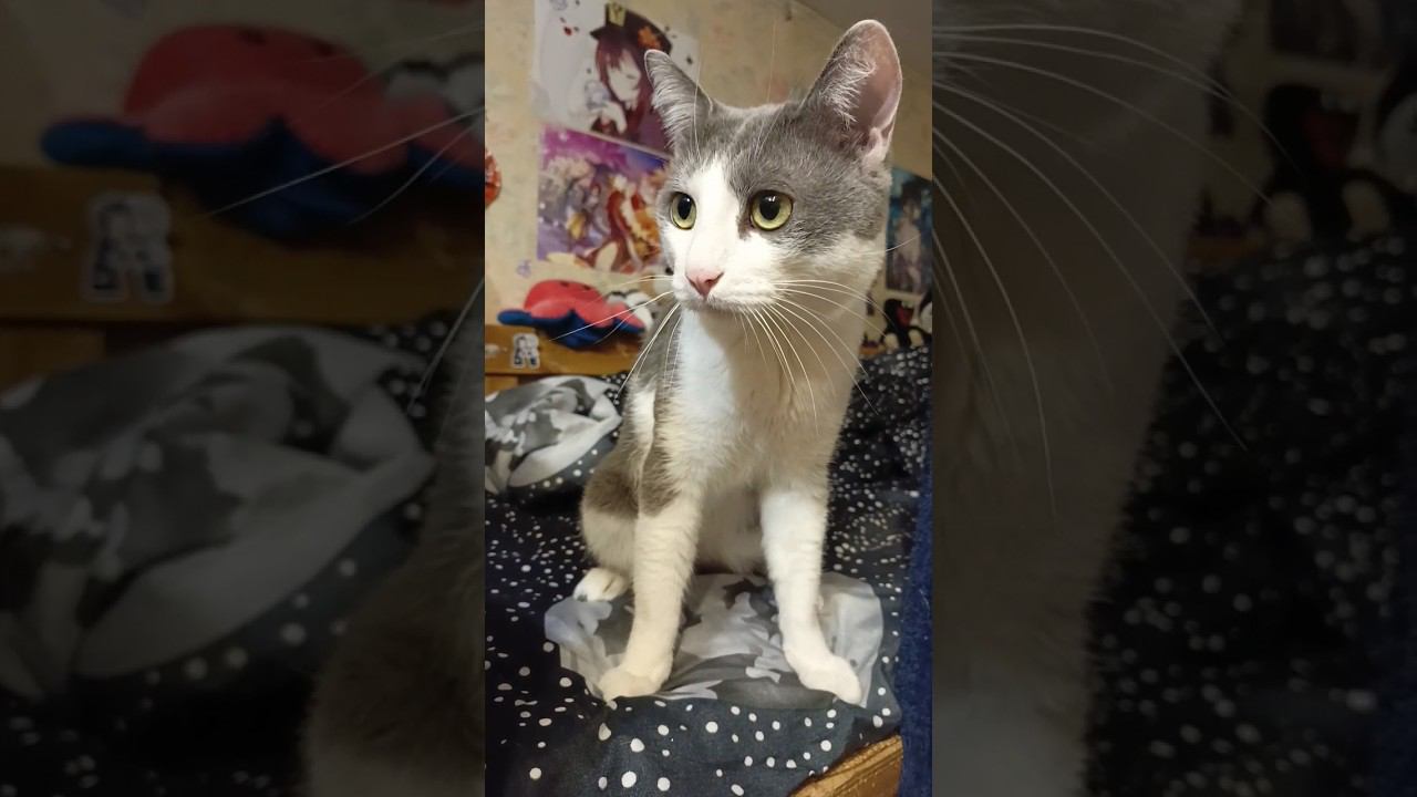 Кот и усы.#мурзик #кот #питомец #лайк #котики #приколы #усы #кто #юмор смотреть онлайн