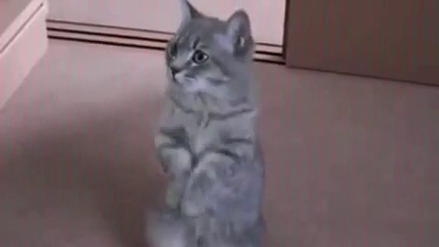Кот на паперти смотреть онлайн