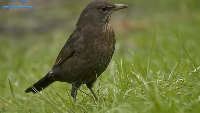 Áprily Lajos (Madarak) смотреть онлайн