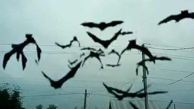 Летучии мыши нападают
