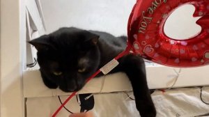 ВЛОГ Не могу даже уволиться / Мои срахи / Кира и Маша влоги