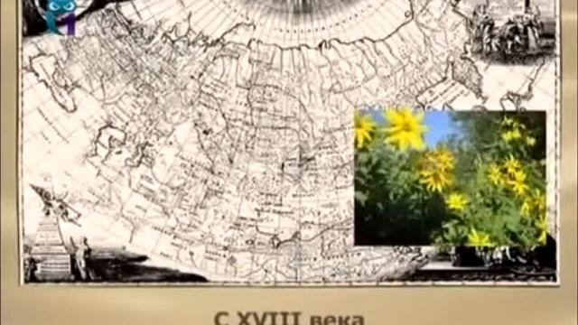 Земляная груша (Топинамбур) смотреть онлайн