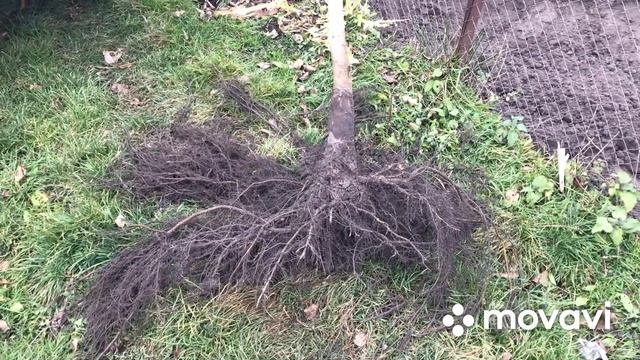 Технология Киктенко как правильно выкопать и посадить дерево которому больше трех лет.Мой сад мечти смотреть онлайн