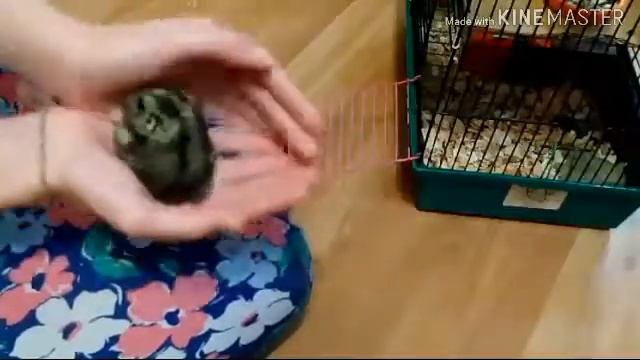 Сказка про хомяка/4 серия/ Кроха вернулась домой! смотреть онлайн