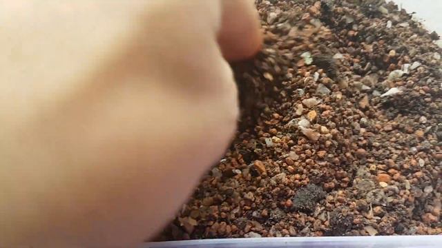 Root System - Cat Litter Soil! Calcined Clay (Huge for tiny plants) смотреть онлайн