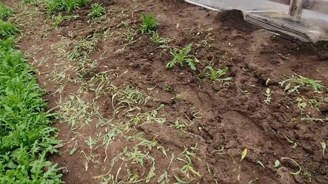 Ранняя зелень через рассаду!! Свёкла , руккола, салат уже собраны на рынок! смотреть онлайн