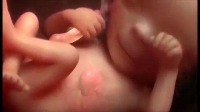 Në barkun e nënës. Ja çfarë bëjnë foshnjat смотреть онлайн