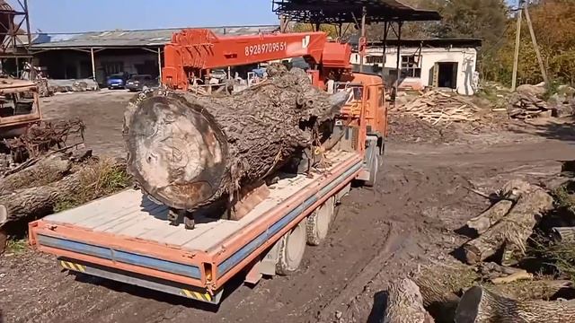 горный баобаб смотреть онлайн