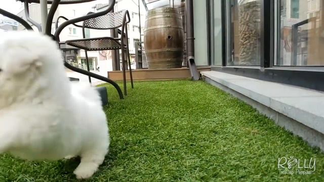 Real Teacup Bichon Living DOLL! Mercy - Rolly Teacup Puppies