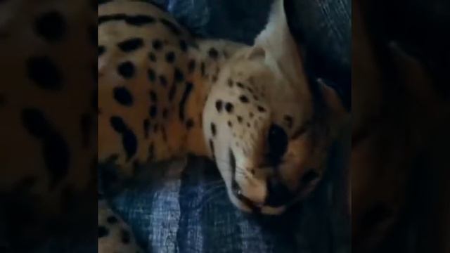 Сервал в джакузи смотреть онлайн