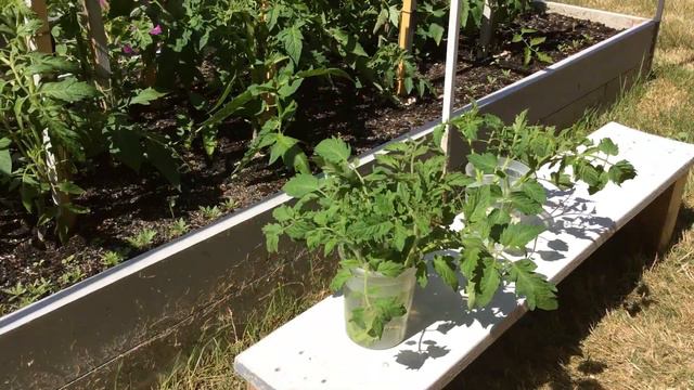 Срочно нужна новая рассада / Рассада томатов из пасынков /Сезон 2016 смотреть онлайн