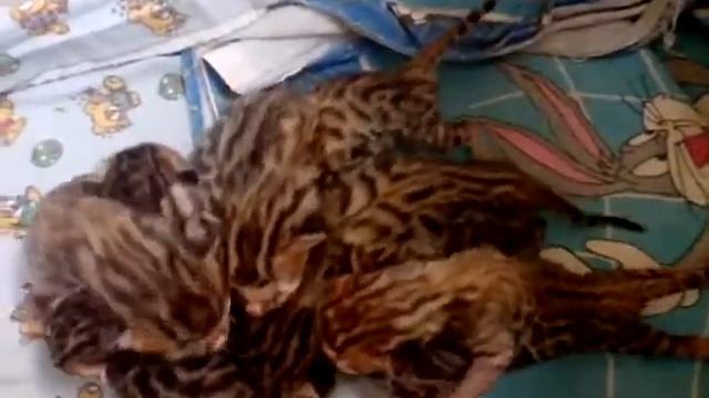 Новорожденные котята Ашера,Савана, Бенгальские смотреть онлайн