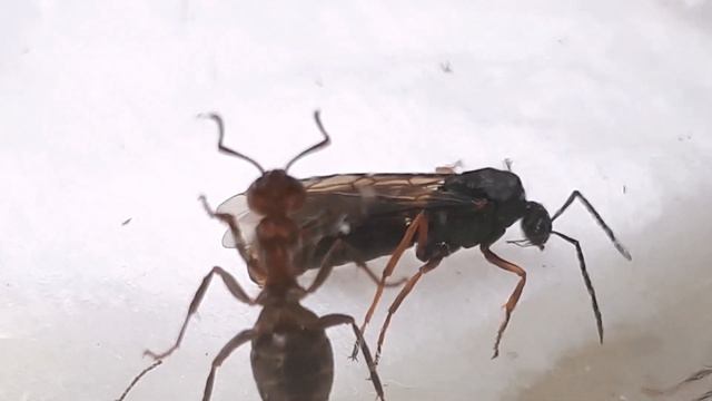 Почему муравьи с крыльями? Что такое лет муравьев? Что внутри муравейника? Winged ants who are they смотреть онлайн