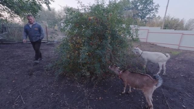НЕ легкое дело. Оформляем Бизнес на шиповнике... смотреть онлайн