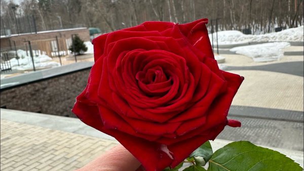 Ежегодная традиция Family Life - розы для очаровательных Дам!