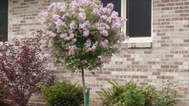 Сирень в саду смотреть онлайн