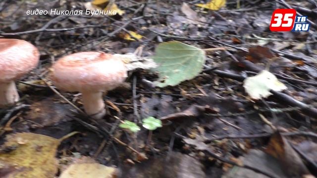 «Разнообразие фантастическое»: какие грибы сейчас можно собрать в лесах Вологодчины смотреть онлайн