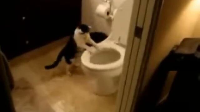 Ржач и прикол Счастливый кот смывает унитаз смотреть онлайн