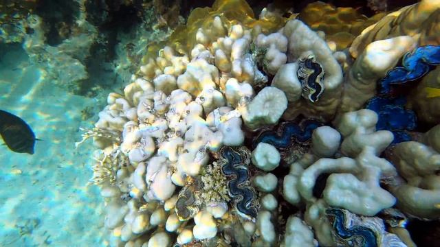 Tridacna Clam Tridacna Maxima