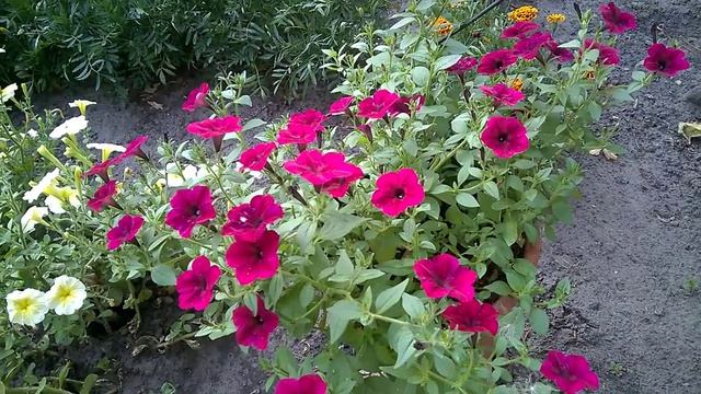 ДИАММОФОСКА для пышного цветения/ОБЗОР ЦВЕТНИКАDIAMOFOSCA for lush bloom / FLOWER OVERVIEW смотреть онлайн