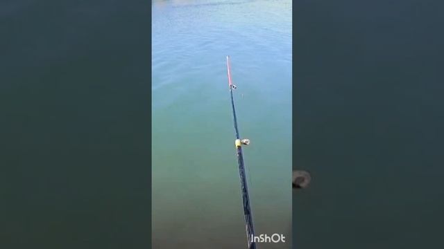 РЫБАЛКА река ИЛИ. ЗВУЧАНИЕ трещетки на НЕВСКОЙ катушке. #fishing #активныйобразжизни смотреть онлайн