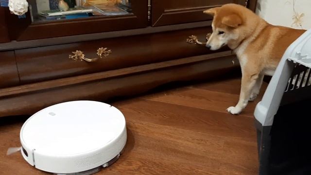 柴犬 - Shiba inu 霞 - Kasumi. Робот пылесос в минус или выживет? смотреть онлайн