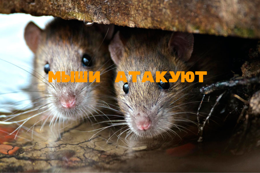 Мыши атакуют