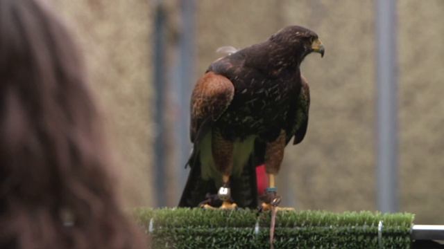 The Amazing Science of How Birds Fly | Wytham Woods смотреть онлайн