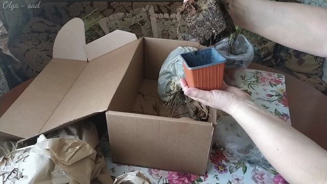 Гортензии для нового сезона. Распаковка саженцев из питомника "Пулков сад " смотреть онлайн