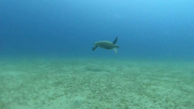 дайв в средиземном море, получил сертификат дайвера, open water в турции rixos смотреть онлайн