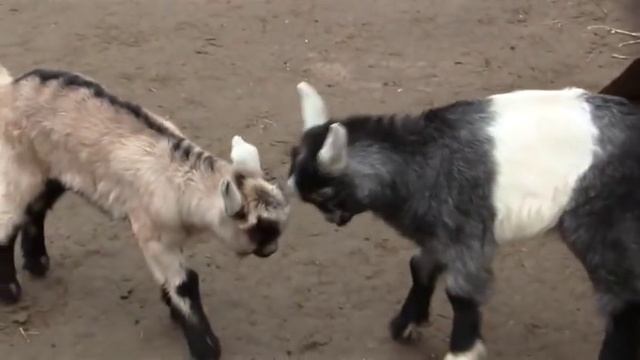 Клип зоопарка смотреть онлайн