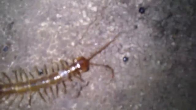 МУХОЛОВКА ОБЫКНОВЕННАЯ. flytrap смотреть онлайн