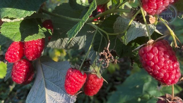 Пока не поздно дайте в конце Октября-Ноябре дайте Яблоням Малине Сливе и Вишне железо! смотреть онлайн