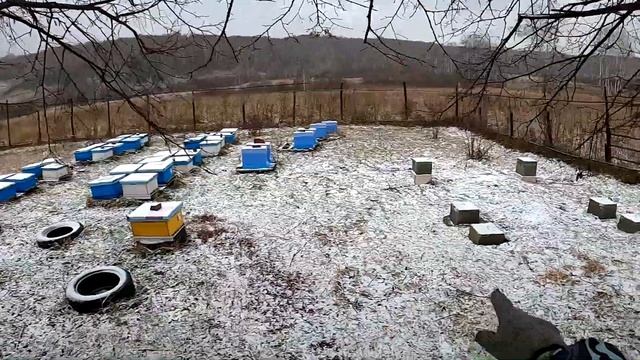 начал убирать пчел в омшаник